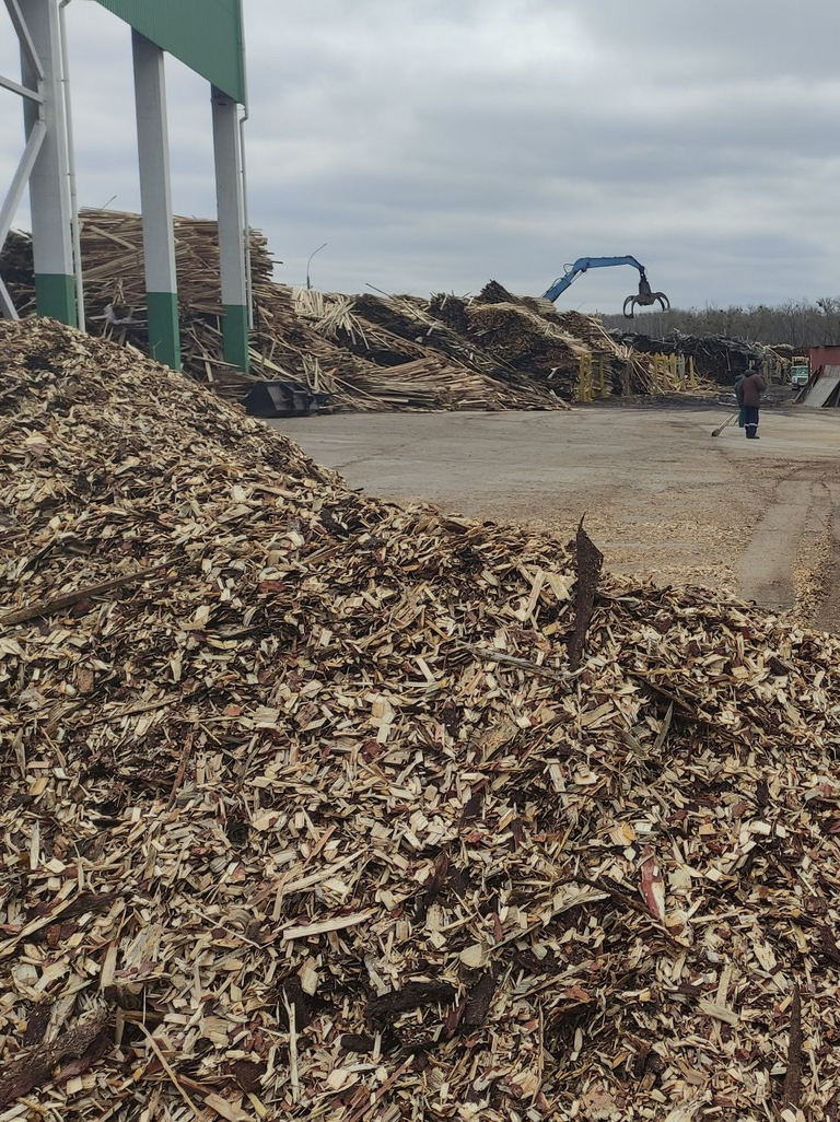 In einem Biomasse-Heizkraftwerk werden große Mengen Holzhackschnitzel von einem Radlader aufgeladen.